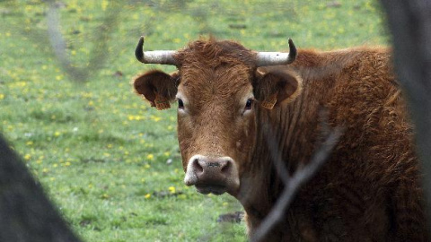 Una vaca de una explotación ganadera próxima a la capital leonesa.