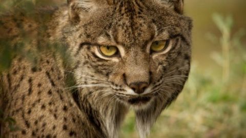 Ejemplar de lince ibérico. / EFE