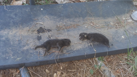 Crías de gato que aparecen muertas después de que los servicios de la perrera capturasen a la madre./ Cedida