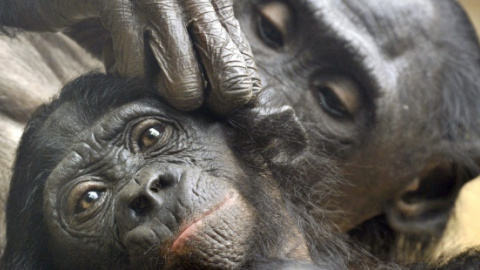 Bonobos salvajes de la República Democrática del Congo. EFE