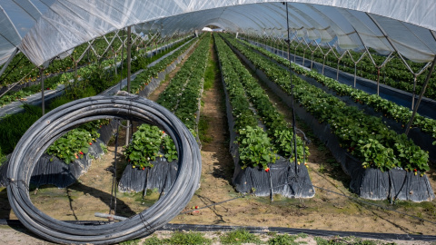 Finca del cultivo de fresas ubicada en la zona de regadío al norte de la Corona Forestal de Doñana, en el término municipal de Lucena del Puerto (Huelva).