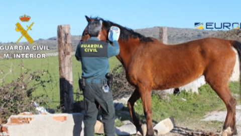 Uno de los caballos rescatados por la Guardia Civil.