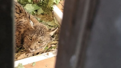 Lince Litio, en el CREA. JUNTA DE ANDALUCÍA