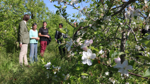 Pla general d'una de les fileres de pomeres de la finca d'Albons