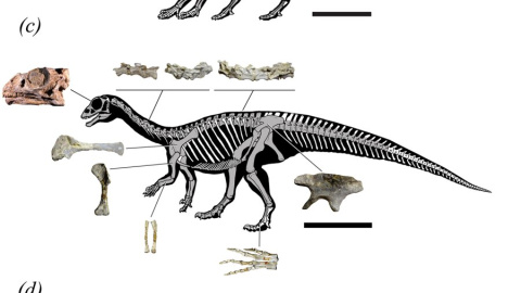 Recreación del dinosaurio. | SCIENTIFIC REPORTS (2019).