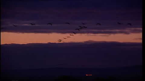 Miles de grullas abandonan la Laguna de Gallocanta por la falta de agua