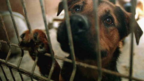 Un perro en un centro de acogida de animales/EFE