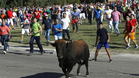 Toro de la Vega 2017 / EUROPA PRESS