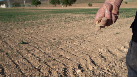 Un agricultor muestra la tierra seca, a 20 de abril de 2023, en Murcia, Región de Murcia.