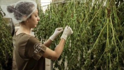 CBD: Beneficios y riesgos de su consumo