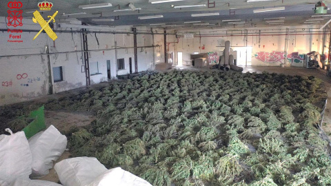 13/04/2022-En una operación conjunta agentes de la Guardia Civil y la Policía Foral han desmantelado el mayor cultivo de marihuana de Europa