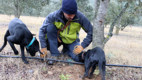 Una persona cull tòfones amb els seus gossos a una finca de cultiu del Solsonès