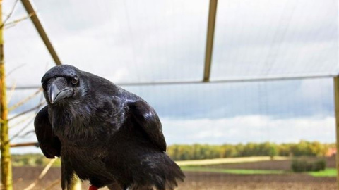 Los cuervos se equiparan en intelecto a los chimpancés