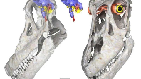 Nuevo titanosaurio descubierto en la Patagonia argentina. WITMERLAB, OHIO UNIVERSITY.