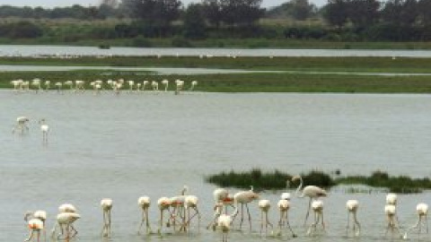 Otras miradas - Las vías jurídicas para salvar a Doñana