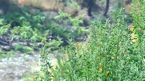 Un aÃ±o despuÃ©s del incendio, el entorno de DoÃ±ana empieza a reverdecer