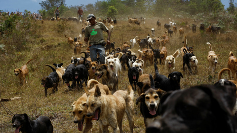 Los perros callejeros que se ejecutan en el santuario del Territorio de Zaguates o 'Tierra de los parásitos' en Carrizal de Alajuela, Costa Rica. REUTERS/Juan Carlos Ulate