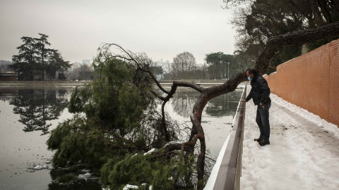 Miguel Sancho, jardinero municipal y portavoz sindical de CCOO mira un árbol caído en el lago de la Casa de Campo.