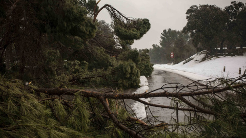 Pinos y ramas caídas cortan el paso en una carretera de la Casa de Campo, junto a la entrada del zoo.