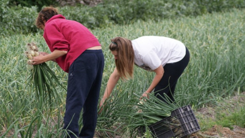 En 2017 el 60% de las asesinadas por esta lacra social residían en pequeños municipios del entorno rural. Instituto Andaluz de la mujer.