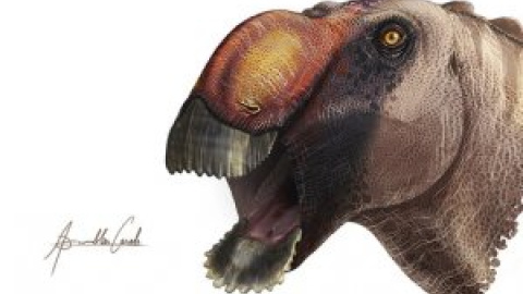 Identificada una extraña nueva especie de dinosaurio ‘pico de pato’