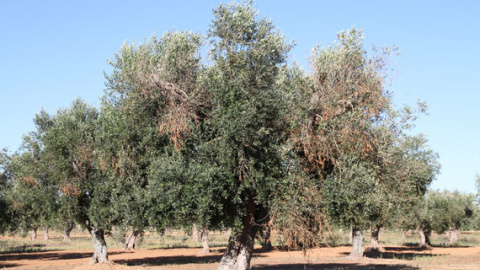 Olivo infectado por Xylella fastidiosa donde se aprecian los síntomas de la enfermedad. / Juan A. Navas-Cortes