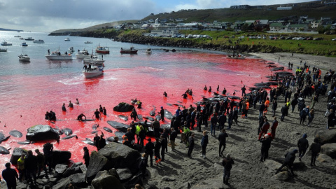 Imágenes de la tradicional festividad de Islas Feroe en la que se mata a 250 cetáceos. AFP/Andrija Ilic.