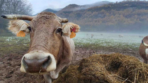 Los opositores al proyecto quieren que las inversiones se dediquen también a usos agropecuarios o industriales. En la imagen, vacas junto a Broto, en el Sobrarbe