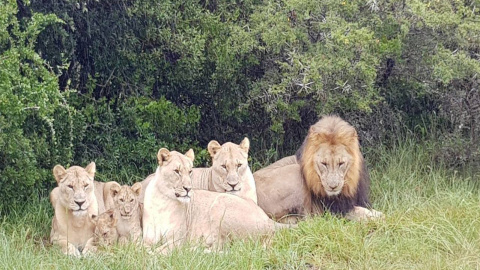 La manada de leones de la reserva de Sibuya, en Sudáfrica.- Sibuya Rhino Foundation