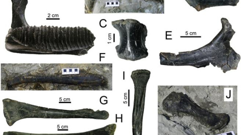 Un grupo de paleontólogos descubre en Lleida el yacimiento de dinosaurios más moderno de Europa. Ángel Galobart