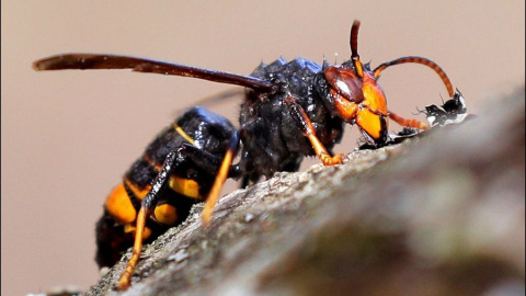 Ejemplar de avispa velutina. / EFE