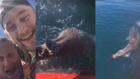 Los dos pescadores que le cortan la cola a un tiburón para burlarse de él en las redes sociales.