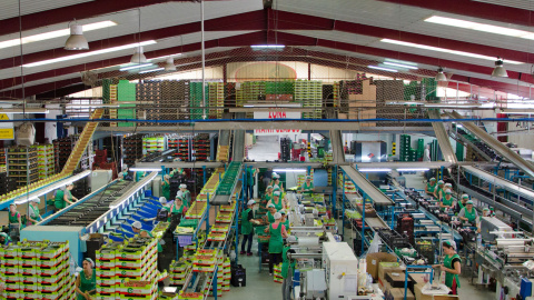 Un almacén de envasado de Almería.