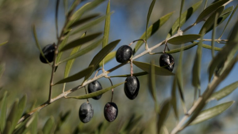 Olivas en un árbol, en un olivar en Ronda (Málaga). AFP/ Jorge Guerrero