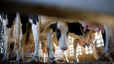 Una imagen de un matadero de vacas, parte del documental. TRAS LOS MUROS