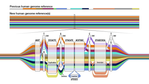 Como un mapa de la red de metro, el gráfico del pangenoma tiene muchas rutas posibles para una secuencia, con distintos tipos de variantes representadas con colores.