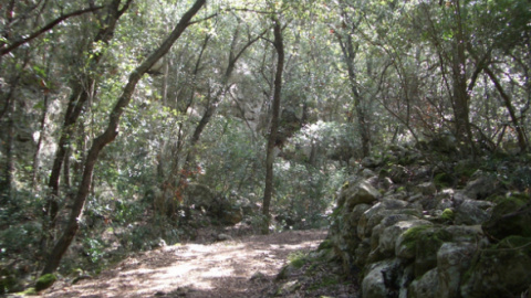 Bosque de Menorca.