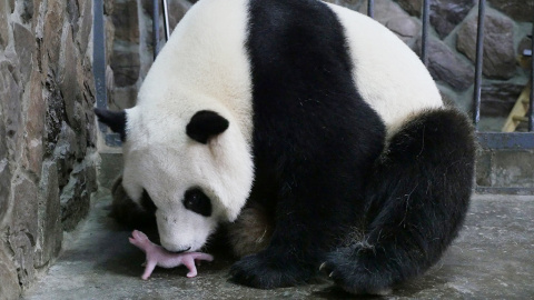 Aibang, una madre panda gigante con su cría recien nacida en un centro de cría de pandas gigantes en Chengdu , provincia de Sichuan , China. REUTERS