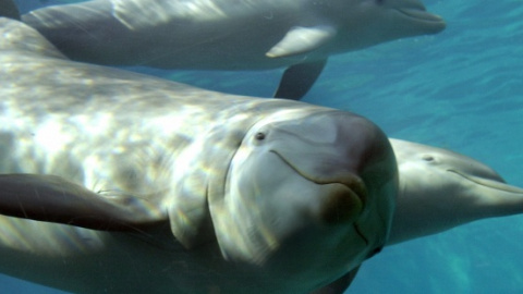 Delfines del zoo de Barcelona - EFE