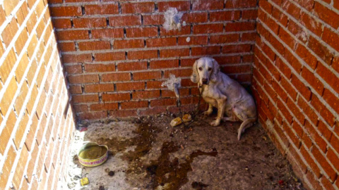 Uno de los perros rescatados de la 'Finca de los Horrores'. - EL REFUGIO