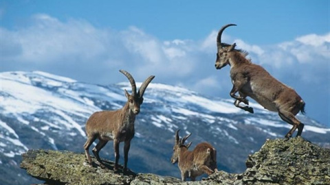 El TSJM anula el Plan de Gestión de la cabra montés en la Sierra de Guadarrama. EP