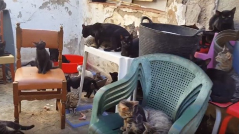 Gatos hacinados en el piso de Málaga - Policía Local de Málaga