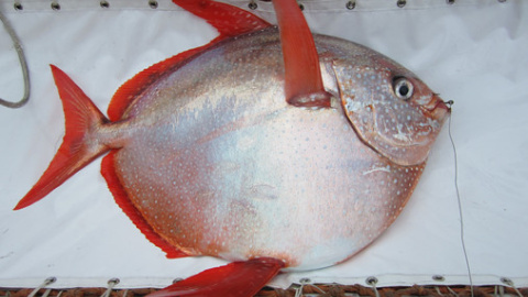 Un ejemplar Lampris guttatus, capturado durante el estudio en aguas de California (EE UU). / NOAA Fisheries/Southwest Fisheries Science Center