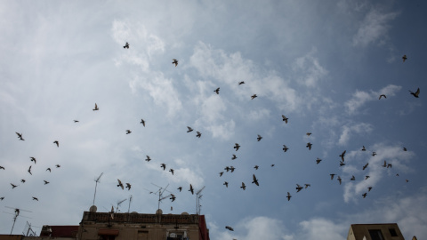 (30/4/2021) Pájaros sobrevuelan el cielo en abril de 2021 (Archivo).