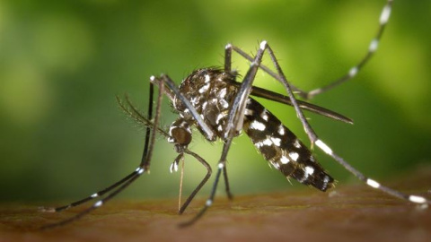 Mosquito tigre