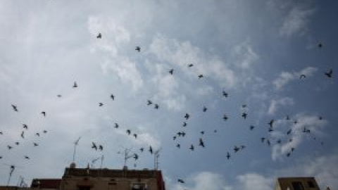 Centenares de vencejos caen de sus nidos por la ola de calor en Córdoba y Sevilla