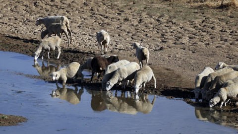 Las ovejas beben en el lecho seco del río Guadiana, en Villarta de los Montes, en zona centro-occidental de Extremadura.