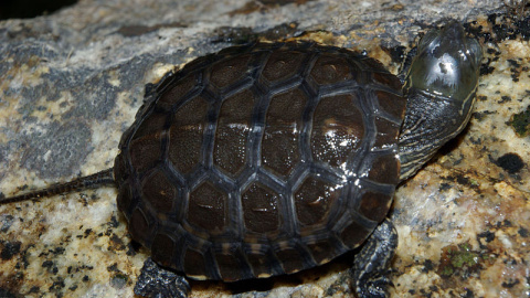 Tortuga 'mauremys leprosa'./WIKIPEDIA