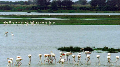 El Parque Nacional de Doñana. EFE