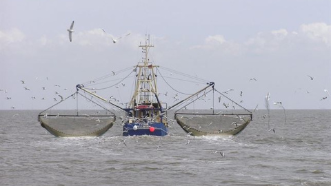 El 30 por ciento de la pesca mundial no se declara oficialmente